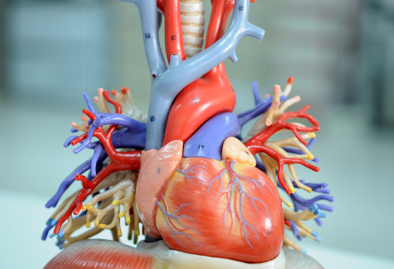 Cardiothoracic Surgery
